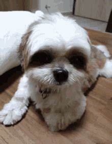 shih tzu gif|Shih tzu GIF